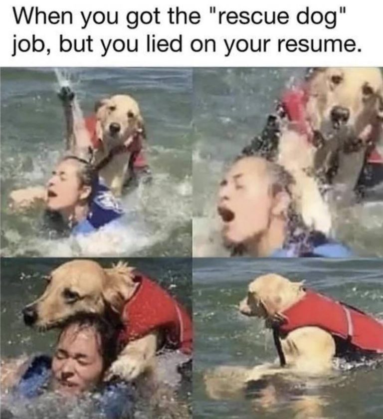 Rescue dog