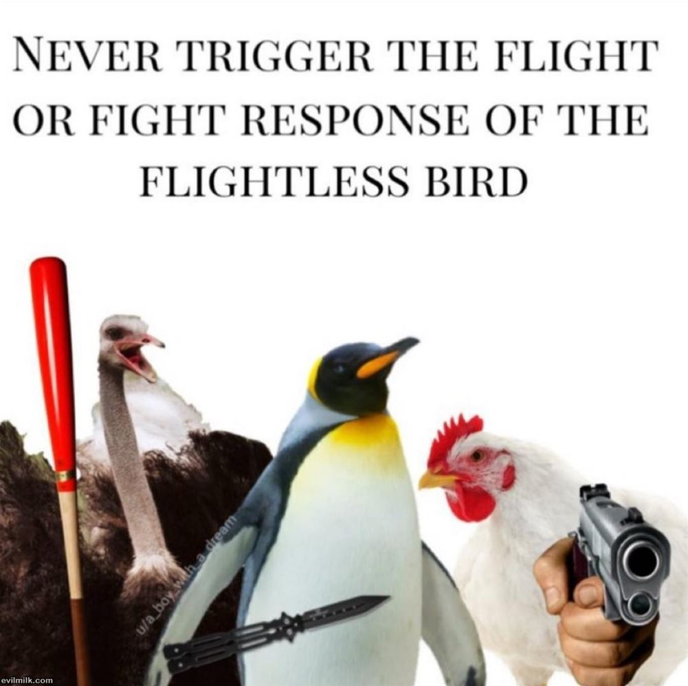 dailyhaha funny pictures