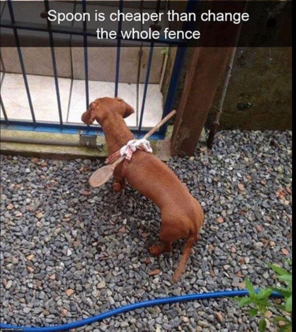 dailyhaha funny pictures