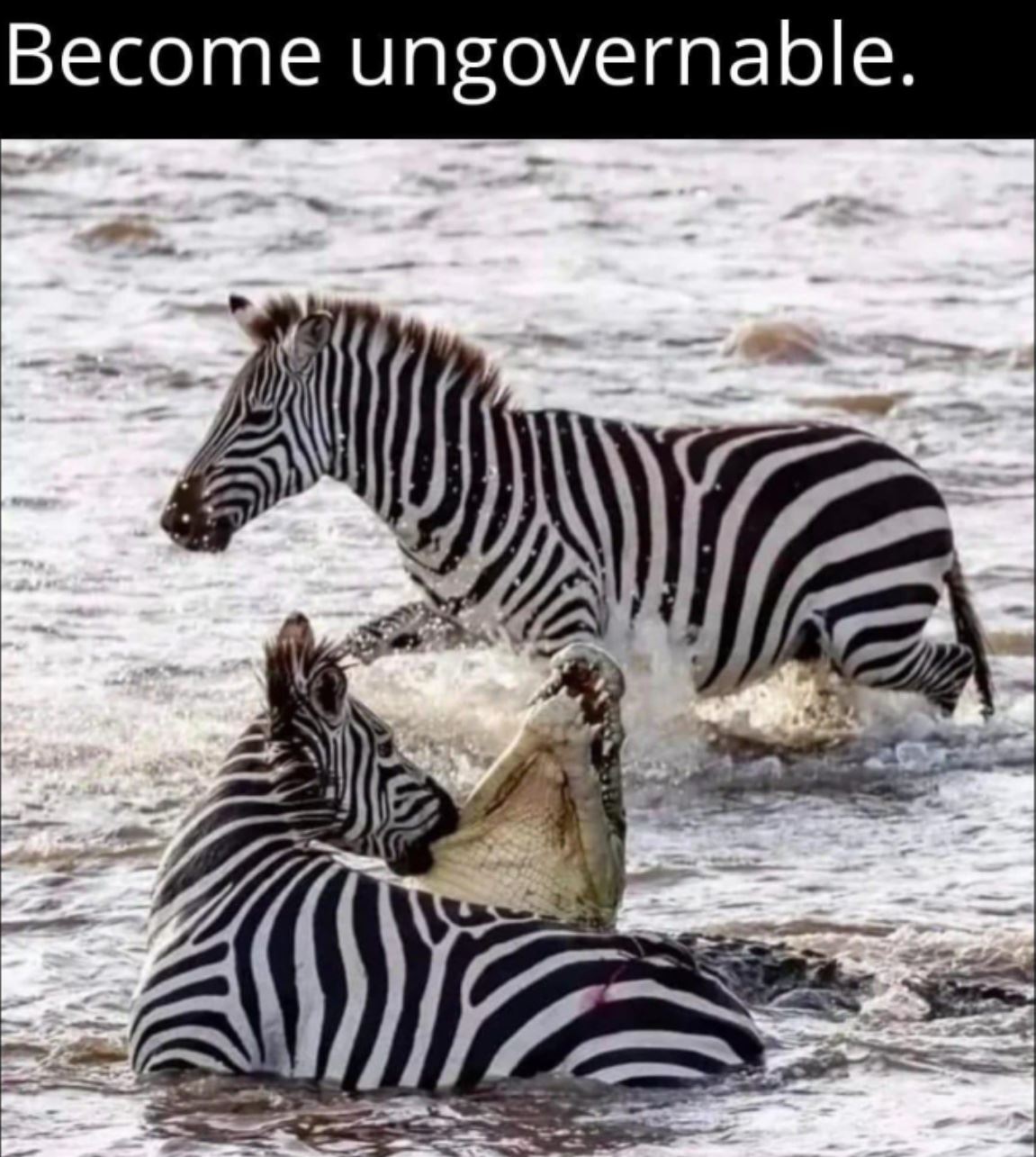 dailyhaha funny pictures