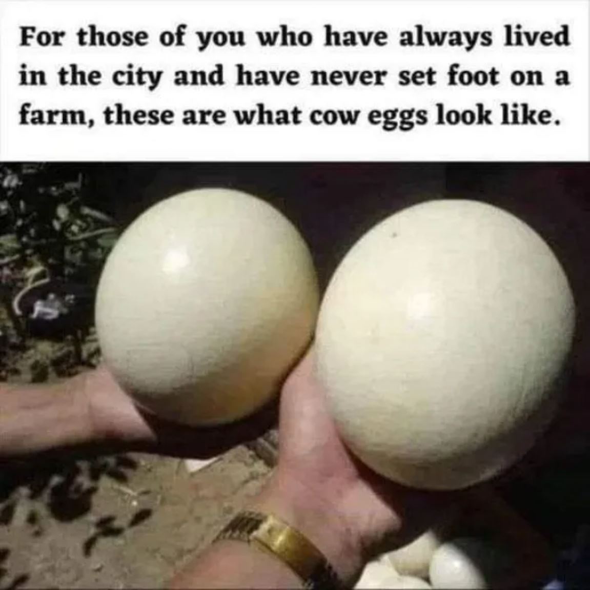 dailyhaha funny pictures