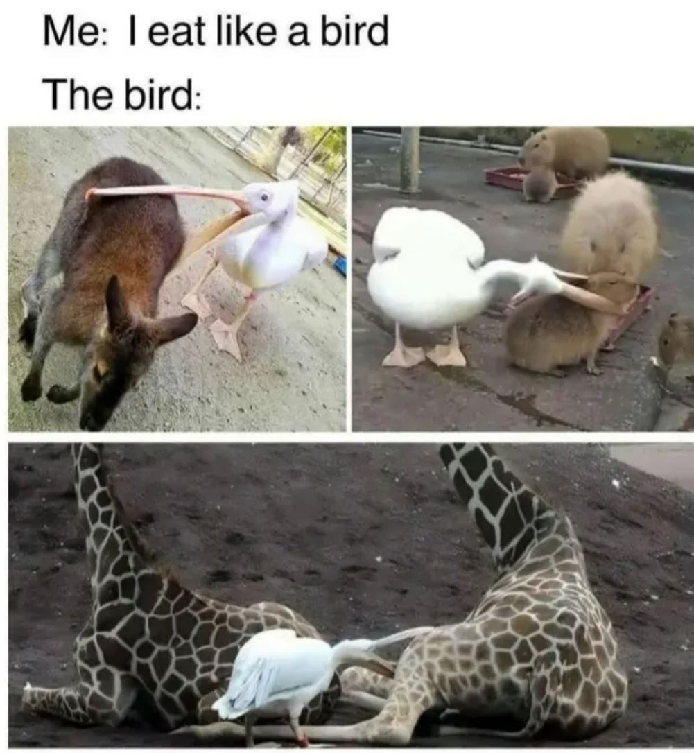dailyhaha funny pictures