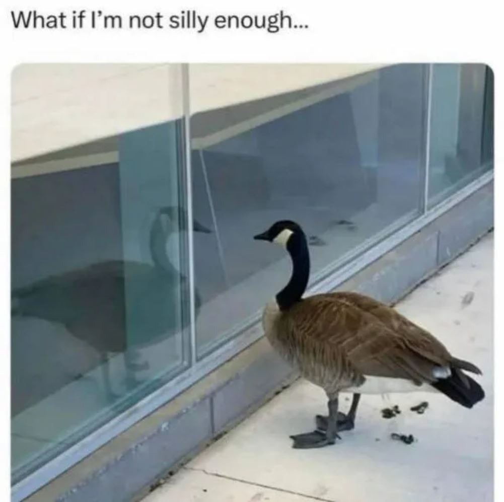 dailyhaha funny pictures